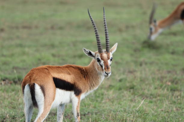 istock Thomson's gazelle in the african savannah. 1184991740