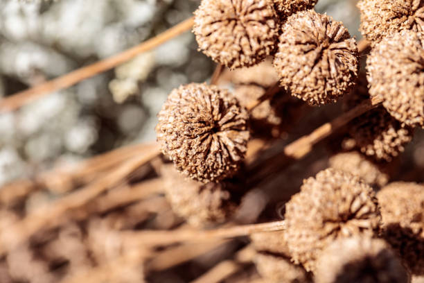 A collection of dried brown flowers on thin stalks in the midday hot sun.