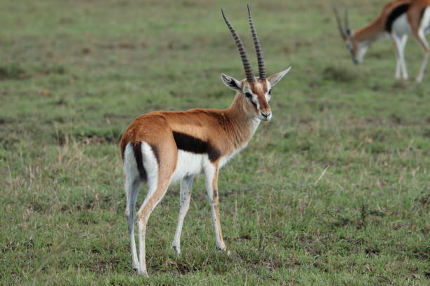 istock Thomson's gazelle in the african savannah. 1184992312