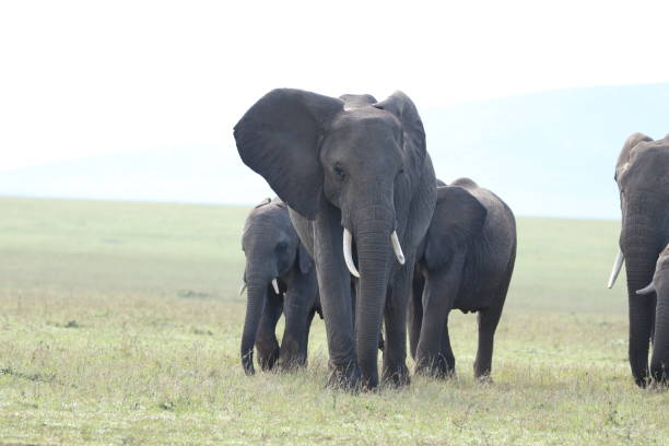 istock Elephants in the african savannah. 1184992317