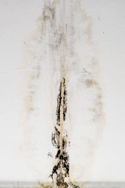 壁に有毒なカビと真菌細菌の黒い斑点。 - mold damaged toxic mold mildew ストックフォトと画像