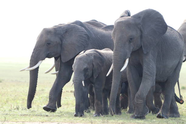 istock Elephants in the african savannah. 1184992857