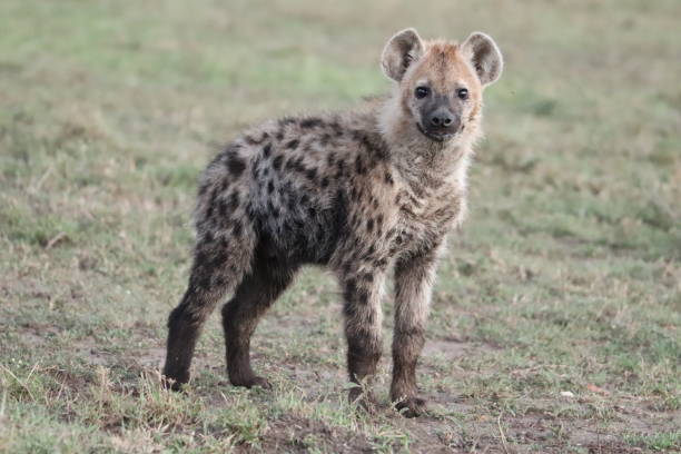 istock Young hyena in the african savannah. 1184993868