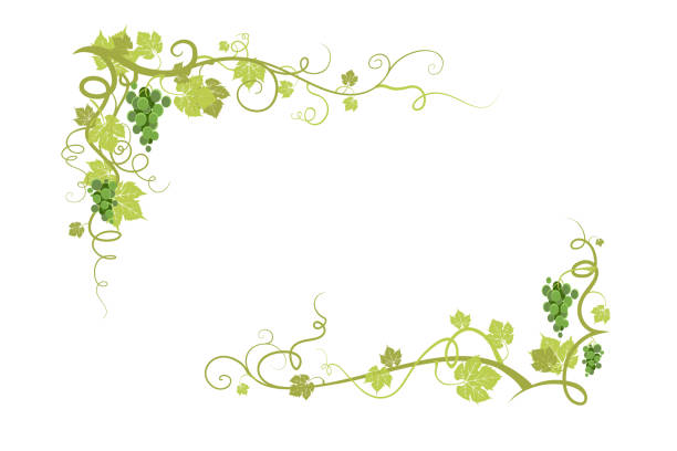 Vine nature frame Fruit nature decoration. Vineyard design for banner, ticket, leaflet, card, poster and so on swirly vines stock illustrations