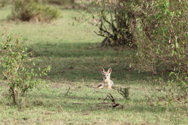 istock Young jackal in the african savannah. 1184994646