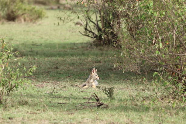 istock Young jackal in the african savannah. 1184995103