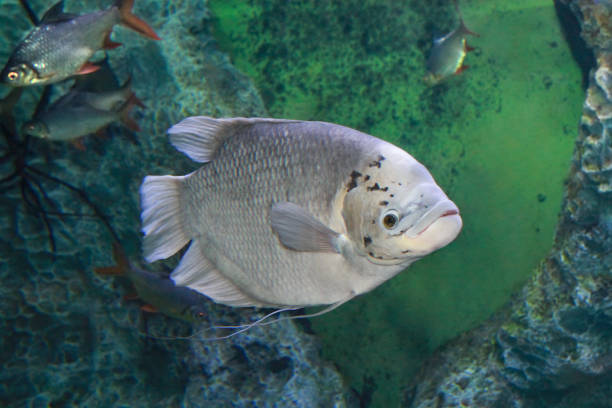 istock Giant gourami Osphromenus goramy in  freshwater aquarium 1184996073