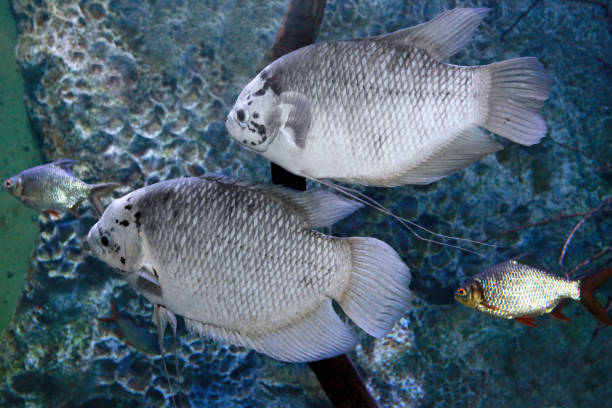 istock Giant gourami Osphromenus goramy in  freshwater aquarium 1184996076