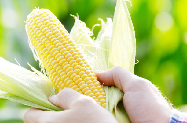istock Harvest ready unwrapped corn cobs in farmer's hands closeup 1184996338