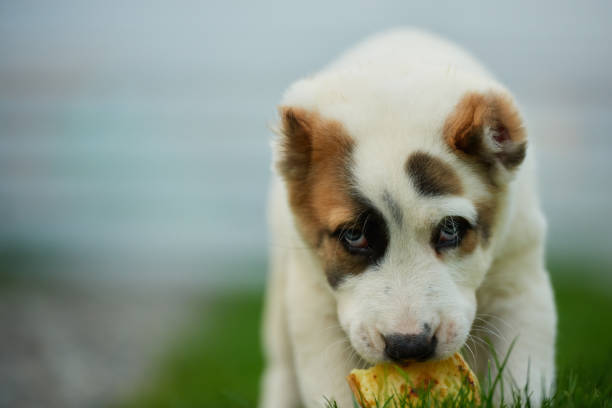 istock Lovely dog eating 1184997570