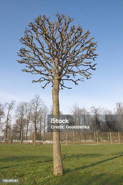 Bared Tree Bare Tree Stock Photo - Download Image Now - Autumn, Bare Tree, Blue ...