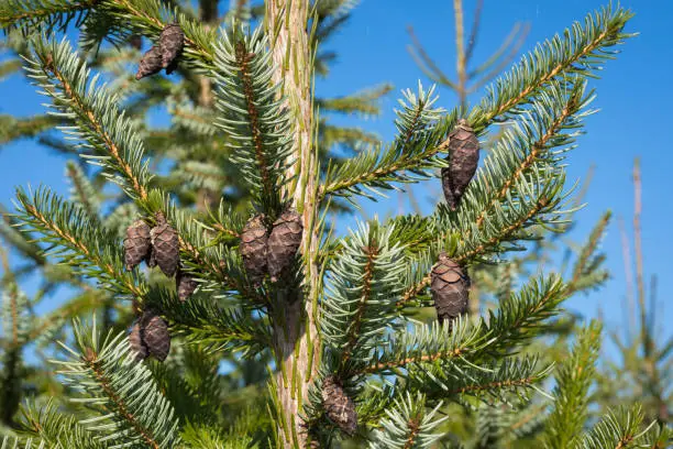 Detailed image of beautiful purple to brown colored cones of Serbian Spruce (Picea omorika).