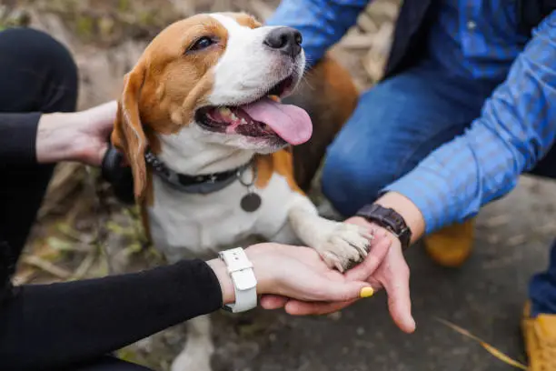 Photo of Friendship between human and dog beagle - shaking hand and paw