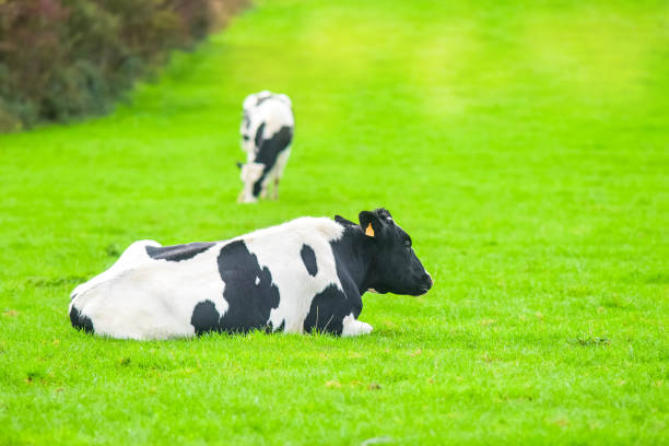 istock small group of dairy cows in the pasture 1185000532