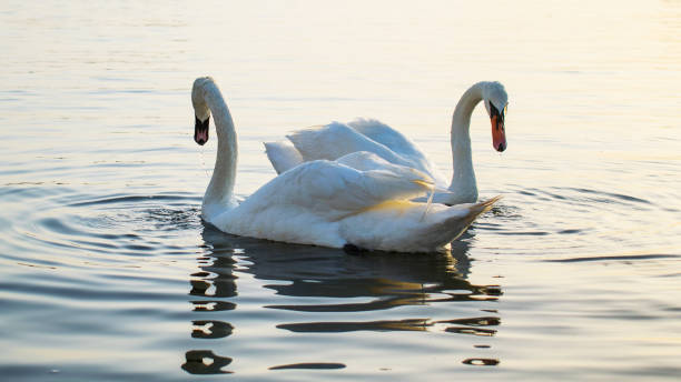 istock two swans on the sea water 1185001170