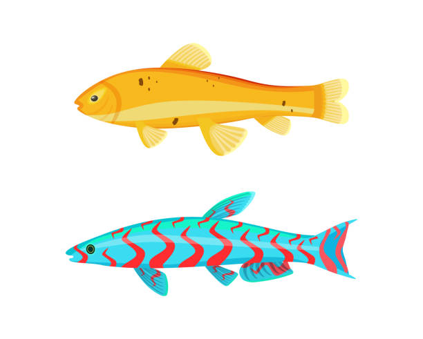 Malawi Yellow Zebra Fish Set Vector Illustration Malawi yellow zebra fish set. Limbless animals living in water with red lines on body. Biological organisms of seas and oceans vector illustration metriaclima estherae red zebra stock illustrations
