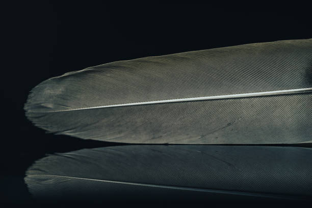 istock Close up Beautiful Bird feather on a black background texture. Macro photography view. 1185002116