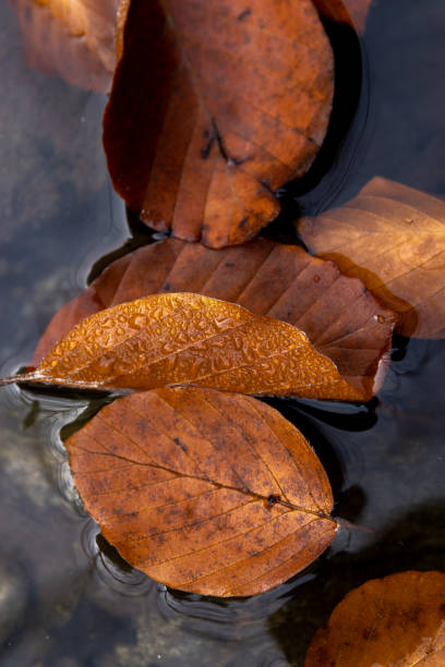 istock Colourful fall leaves in pond lake water 1185002215