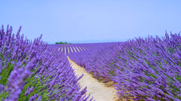 close up: picturesque shot of long rows of vibrant violet lavender shrubs. - scented non urban scene spring dirt imagens e fotografias de stock