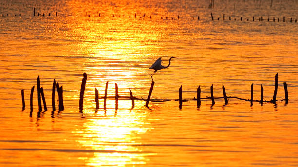 istock egret on bamboo in the sea 1185004196