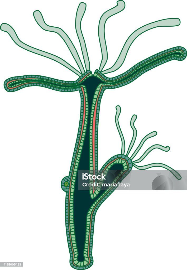 Hydroid Polyp Hydra Polyp Изолированы На Белом Фоне — стоковая векторная графика и ...