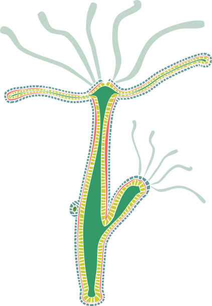 Hydroid Polyp 80+ Hydroids Stock Illustrations, Royalty-Free Vector Graphics & Clip ...