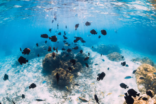 istock Underwater view with white sand, tropical fish and corals in Hawaii 1185005614