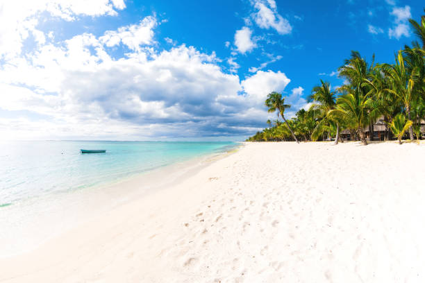 istock Tropical beach with ocean, white sand, coconut palms and sky 1185005645