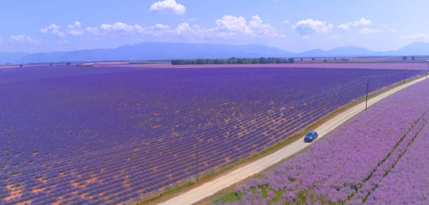 DRONE: Travelers explore beautiful colorful rural landscape covered with blooming lavender. Car drives down empty rural path leading past the endless fields of lavender. Beautiful Provence in summer