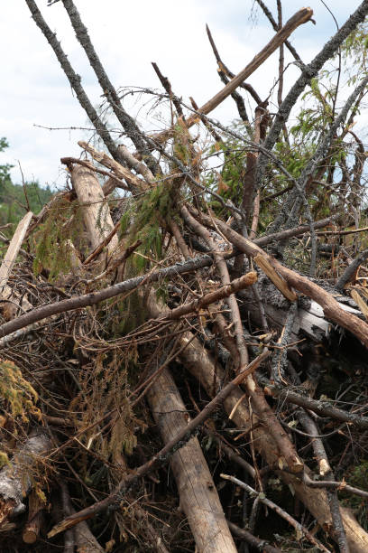 istock broken old trees big pile storm spruce thin trunks background storm forest 1185008090