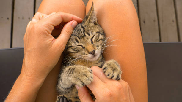 istock POV: Stroking a young kitten as it sits in your lap and slowly falling asleep. 1185008220