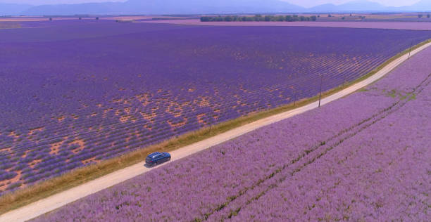 DRONE: Flying above a tourist SUV driving along a scenic rural road leading past lavender fields. People on road trip in France drive their car through the picturesque purple coloured countryside.