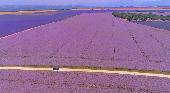 AERIAL: Car drives along a scenic road running through vast fields of lavender in picturesque Provence. Tourists on scenic road trip across France drive an SUV through picturesque purple countryside.