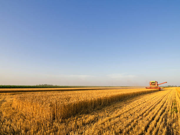 istock Combine harvester harvesting wheat 1185010494