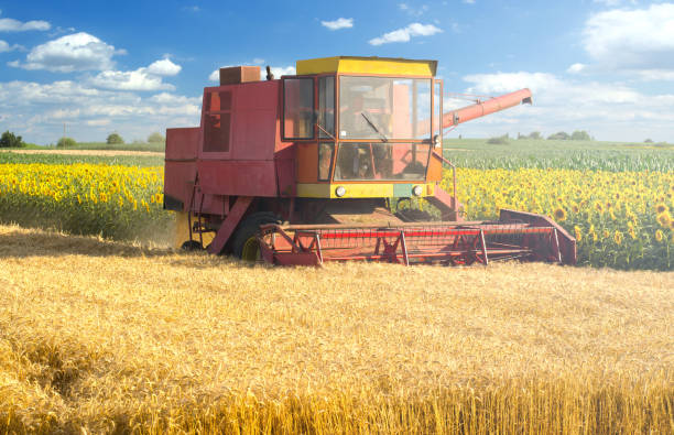 istock Combine harvester harvesting wheat 1185011450