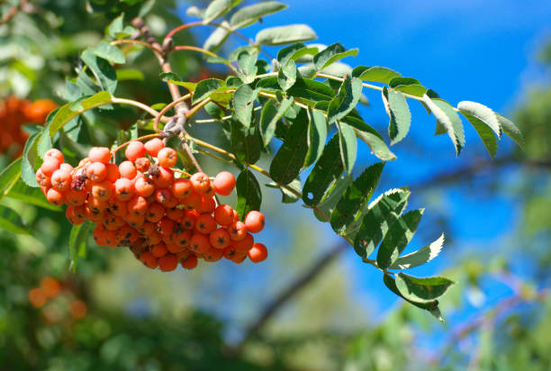 istock ashberry at dry sunny summer day 1185012058