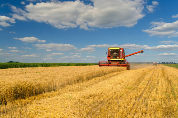 istock Combine harvester harvesting wheat 1185012150
