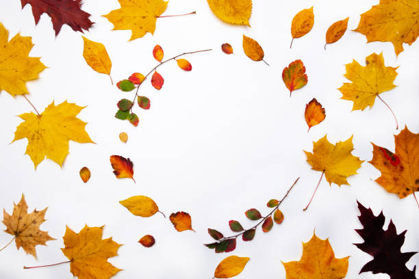 istock Autumn background. Leaves. Maple leaves on white background. Flat lay, top view. Copy space for seasonal promotions and discounts. 1185013775
