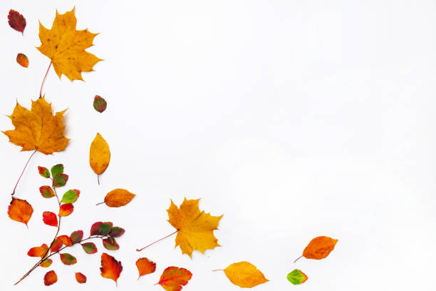 istock Autumn border made of  fall leaves on white background. Flat lay, top view. Copy space for seasonal promotions and discounts. 1185013885
