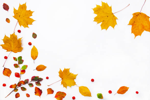 istock Autumn border made of  fall leaves on white background. Flat lay, top view. Copy space for seasonal promotions and discounts. 1185013895
