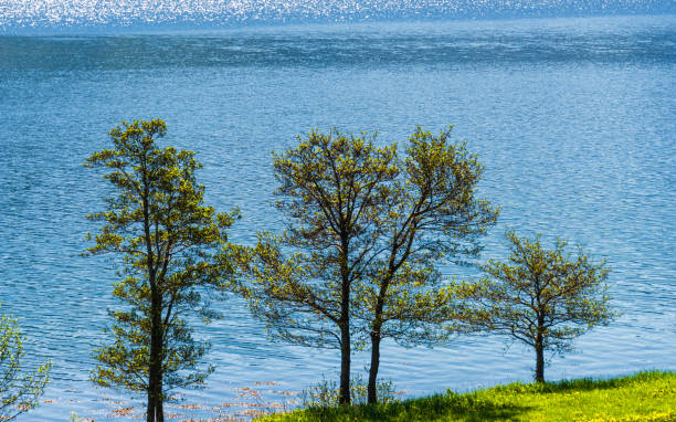 istock spring landscapes on the way from Alsund to Trondheim, Norway 1185014664