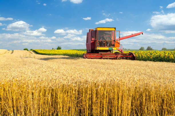istock Combine harvester harvesting wheat 1185014822