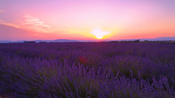 istock AERIAL: Flying over beautiful blossoming rows of lavender on calm summer evening 1185015753
