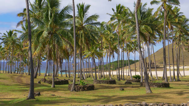 istock Empty palm tree park on famous Easter Island right by scenic tropical coast. 1185017938