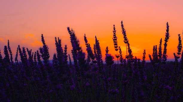 istock CLOSE UP: Violet fields of lavender are gently illuminated after the sunset. 1185017943