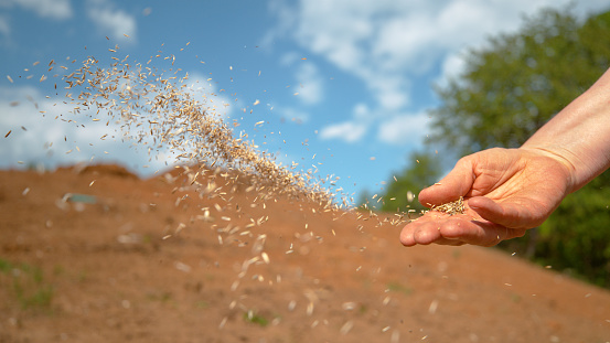 CLOSE UP, COPY SPACE, DOF: Unrecognizable person sowing grass across a patch of dirt on a sunny day. Farmer sowing vegetables in the garden. Tiny seeds of grain come flying out of the gardener's hand.