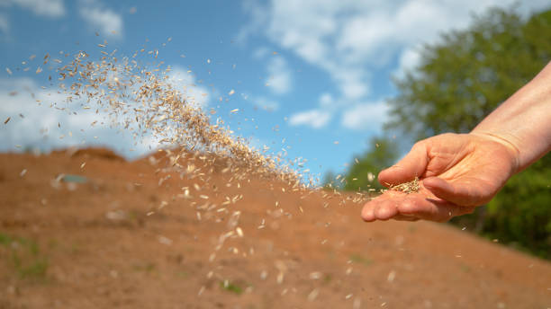 copy space: unrecognizable person sowing grass across patch of dirt on sunny day - semeando imagens e fotografias de stock