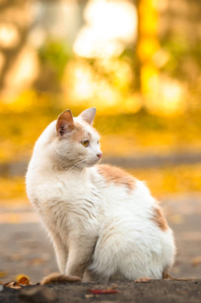 Autumn series of photographs of cats on yellow and orange leaves, sometimes red ones also come across. Domestic cats walk near residential buildings. They run, communicate with each other and play. Some photos are great for placing text on them so they have a lot of empty space. Including there are very sharp photo portraits. Photos taken in Kharkov, Ukraine, at sunset time.