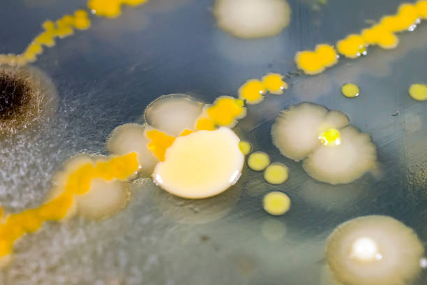 colonias de diferentes bacterias y hongos de moho - staphylococcus epidermidis fotografías e imágenes de stock