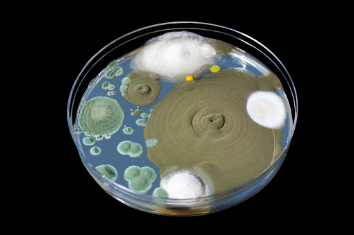 Colonies of mold fungi cultivated from indoor air on Petri dish with Sabourad dextrose agar